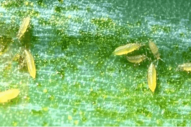 Vòng đời của bọ trĩ và 3 phương pháp quản lý bọ trĩ hiệu quả