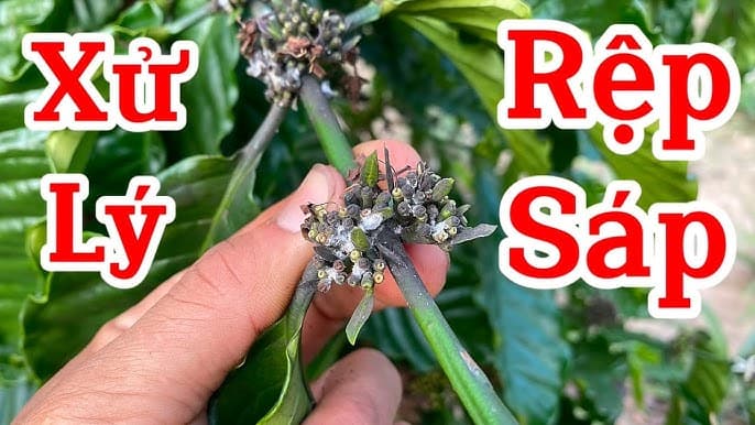 Cà Phê, Chuối... Giá Xuất Đang Ngon Mà Nông Dân Sợ Dính Nhất Là Rệp Sáp, Nên Có Thuốc Diệt Rệp Sáp Nào Mới Mà Hiệu Quả Không?