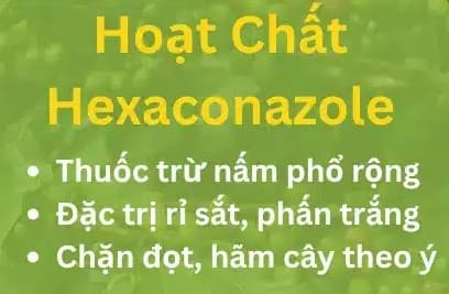 Hexaconazole “Chặn Đọt” Không Phải Vì Nó Là Chất Hãm Sinh Trưởng Mạnh – Và 4 Sai Lầm Làm Cây Yếu, Đứng Ngọn, Không Ra Hoa