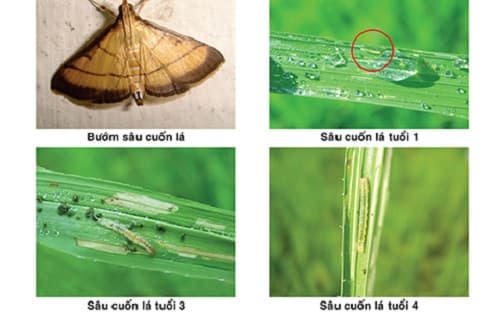 Sâu Gối Lứa Là Gì Và Cách Hiệu Quả Để Quản Lý Sâu Gối Lứa