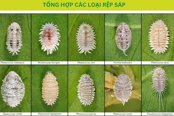 Tổng Hợp Các Hoạt Chất Chuyên Trị Rệp Sáp Trên Cà Phê, Thanh Long, Na, Sầu Riêng, Chuối...